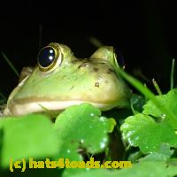 /home//u458753944/public_html/sourcegallery///Frogs/More bullfrogs/P6020069.JPG